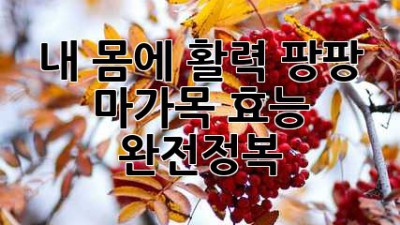 내 몸에 활력 팡팡! ✨ 마가목 효능 완전정복 💯