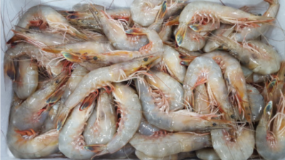 탱글함에 퐁당! 대하생물 득템 후기🦐✨